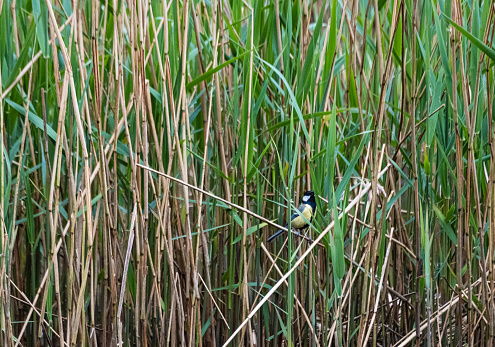 single wild bird in unusual habitat of reed bank