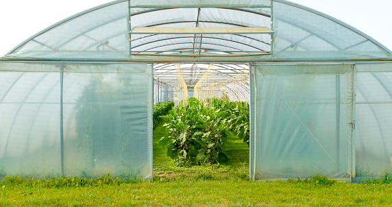 The door of the tunnel greenhouse is open on this warm, sunny spring day. Many lush organic squash plants are growing. The first green zucchinis can be seen.The eggplant-plants are tied high, they don’t climb by themselves. Green grass in the foreground.