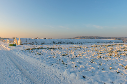 It is a cold winter, the fields are covered with snow. Organic food is grown in the closed tunnel greenhouses. Sunny winter day, blue sky.