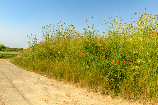 Poppies, daisies and thistles bloom on a field edge next to a dirt road. These flowering strips serve to protect insects. A picturesque rural scene.