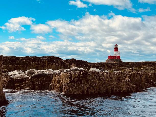 istock Seals lying on rocks on the Farne Islands 1490728931