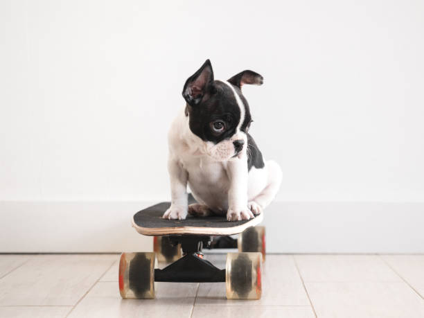 istock Cute puppy riding a skateboard. Studio shot 1490728999