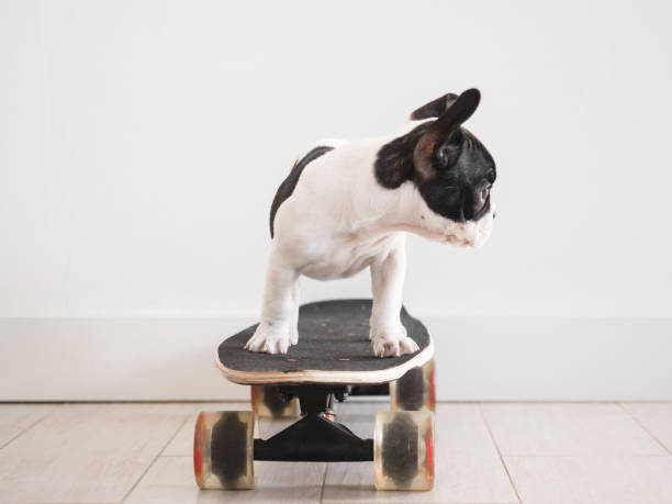 istock Cute puppy riding a skateboard. Studio shot 1490729040