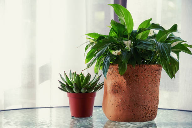 istock Home plants and flowers in pots on a glass table by the window 1490729049