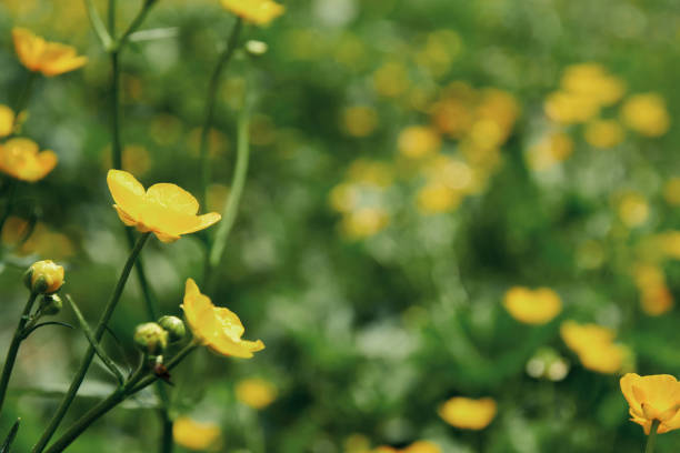 istock Gentle yellow marigold flowers in a sunlit spring meadow 1490729059
