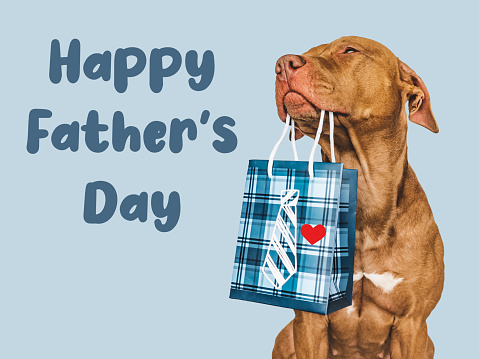 Happy Father's Day. Cute brown puppy and a gift bag. Close-up, indoors. Studio shot. Congratulations for family, loved ones, friends and colleagues. Pet care concept
