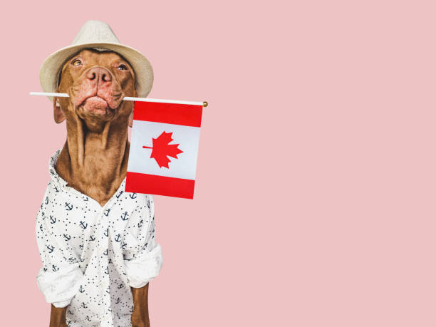 istock Cute puppy, sun hat and Canadian Flag. 1490729261