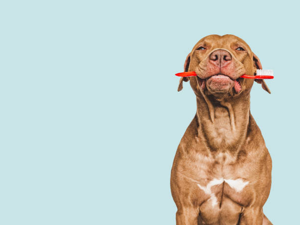 istock Cute puppy holding toothbrush. Closeup. Studio shot 1490729319