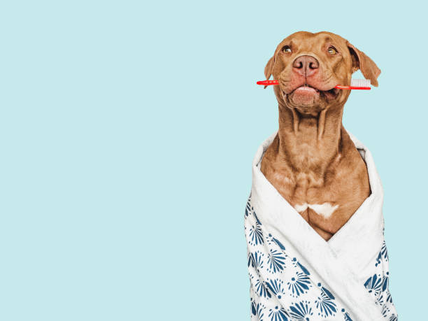 istock Cute puppy holding toothbrush. Closeup. Studio shot 1490729341