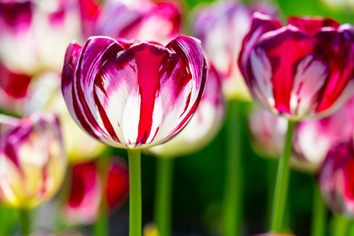 Amazing multicolored tulips against a blue sky