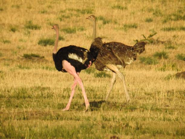 Ostrich Raciing 60+ Ostrich Racing Photos Stock Photos, Pictures & Royalty-Free Images ...