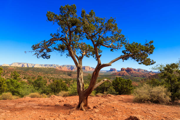 Arizona desert landscape of Sedona.