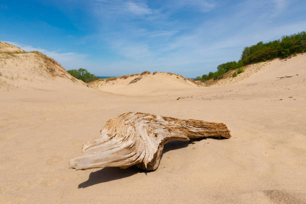 Sand dunes and Spring landscape on a sunny morning.  Warren Dunes State Park, Michigan, USA.