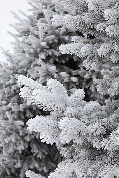 Árvore-de-Natal - foto de acervo