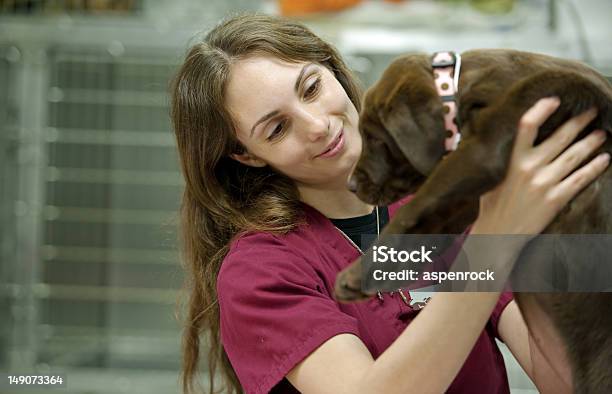 Carrying A Cute Brown Lab Puppy At The Vets Stock Photo - Download Image Now - Adult, Animal, Animal Body Part