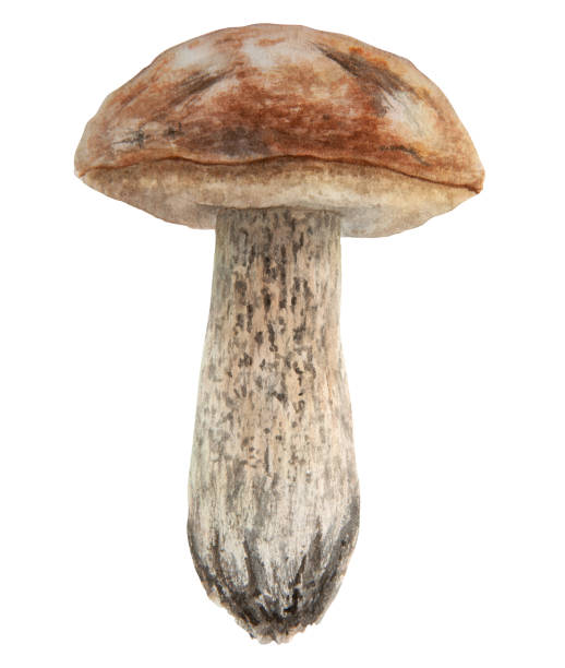 istock Wild mushroom watercolor hand drawn botanical realistic illustration. Forest boletus isolated on white background. Great for printing on fabric, postcards, invitations, menus 1490734616