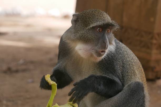 Vervet monkey holding a banana peel