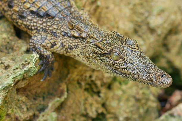 istock Baby crocodile in  a small pool 1490735097