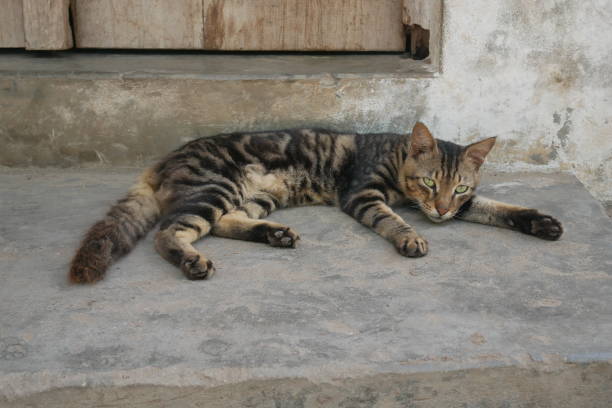 istock Tabby cat sleeping on the steps outside a traditional house in Lamu 1490735202