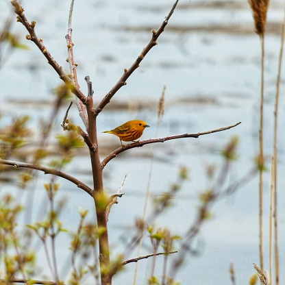 A small yellow warbler perched on a tree branch in its natural habitat.