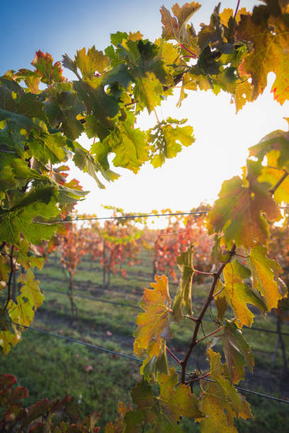 istock Golden Hour Vine Leaves at Sunrise 1490736226