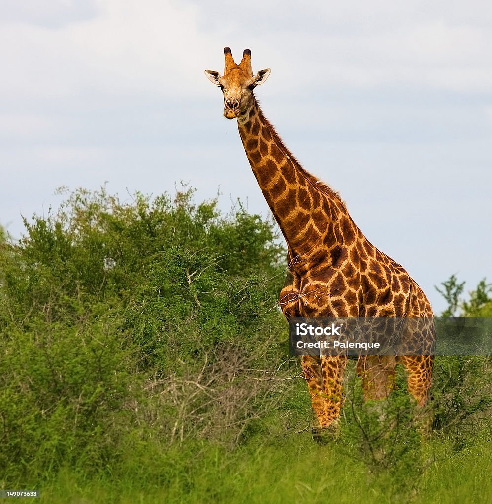 Girafa - Royalty-free Alimentar Foto de stock