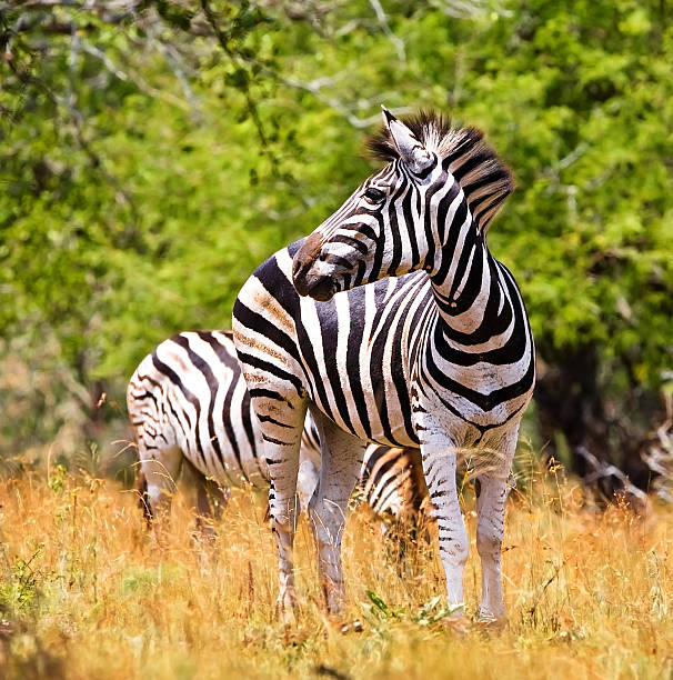 zebra nel parco nazionale di kruger - burchellii foto e immagini stock