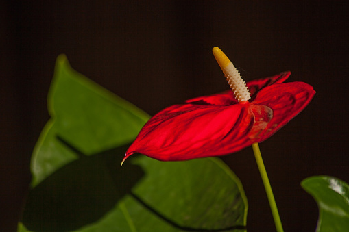 A single red flower of Anthurium andraeanum isolated against a black background