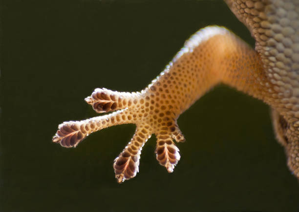 istock Foot of the  Cape Dwarf Gecko 13020 1490737114