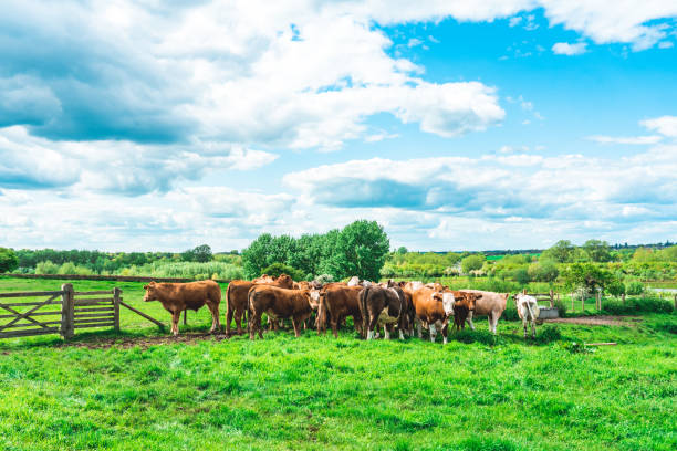 istock Grazing cow at field in Ouse Valley Park, UK 1490737460