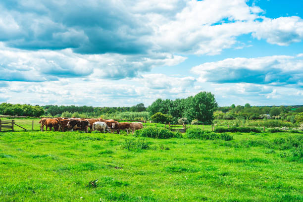 istock Grazing cow at field in Ouse Valley Park, UK 1490737468