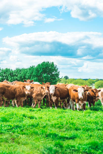istock Grazing cow at field in Ouse Valley Park, UK 1490737474