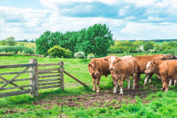 Grazing cow at field in Ouse Valley Park, UK