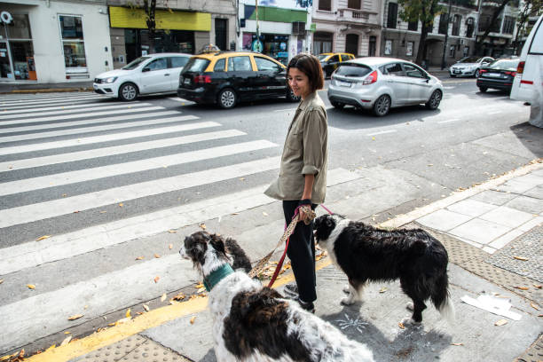 istock Pet sitter walking the pets through the city 1490737643