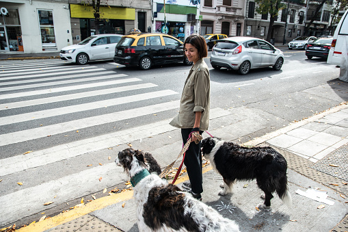 Pet sitter walking the pets through the city
