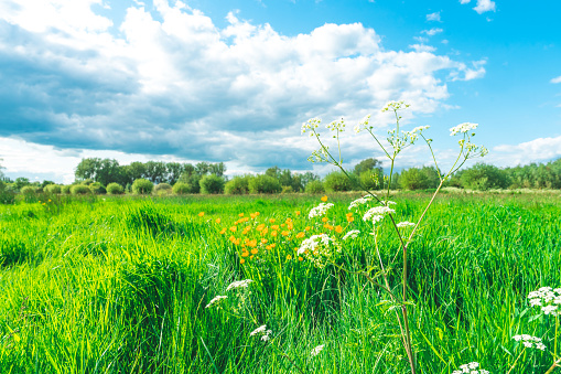 Beautiful meadow field with fresh grass and yellow flowers in nature against a blue sky with clouds. Summer, spring ideal natural landscape.