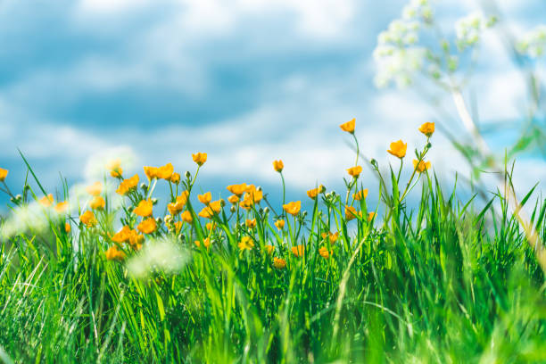 A low angle view of wild flowers