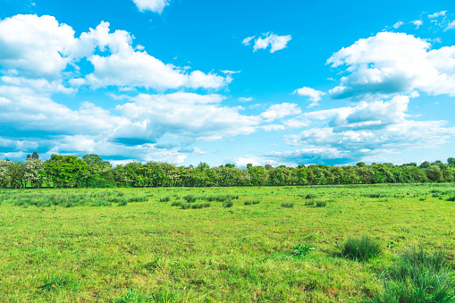 Summer Landscape in Ouse Valley Park, UK