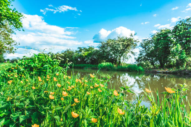 A low angle view of wild flowers