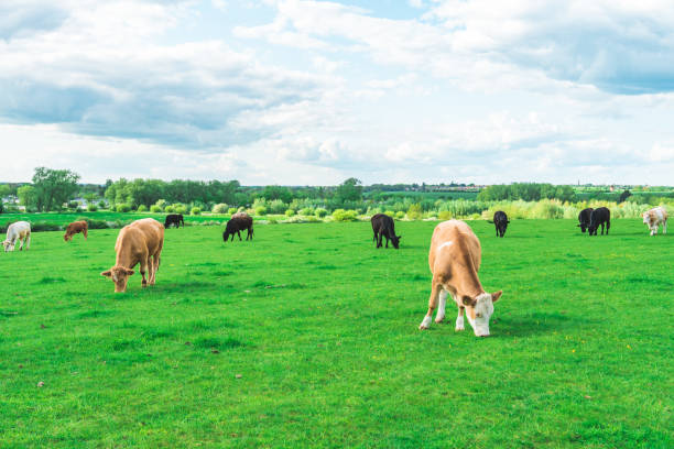 istock Grazing cow at field in Ouse Valley Park, UK 1490737821