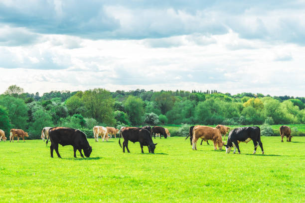 istock Grazing cow at field in Ouse Valley Park, UK 1490737839