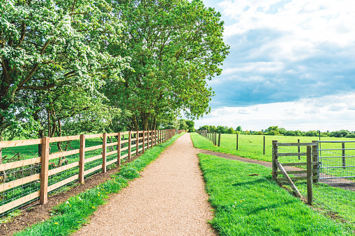 A very straight road lined with lovely groomed trees