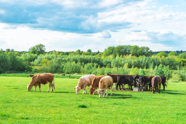 istock Grazing cow at field in Ouse Valley Park, UK 1490737890