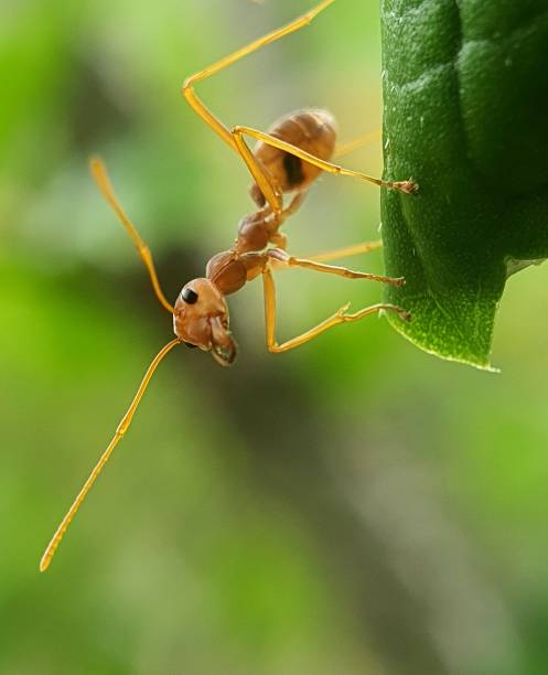 istock Solo Weaver Ant Close Up Pose on Nest 1490738775