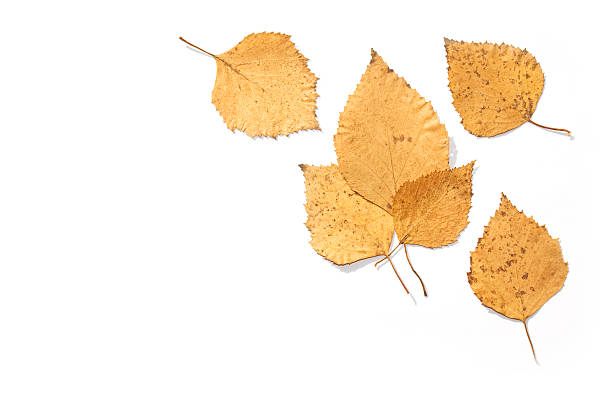 istock Dry leaves of a birch 149073905