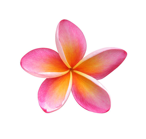 Frangipani - clipping path included stock photo