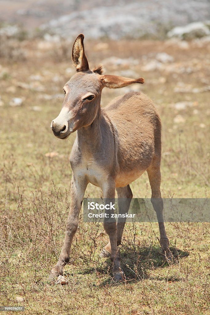 Divertido burro - Foto de stock de Aire libre libre de derechos