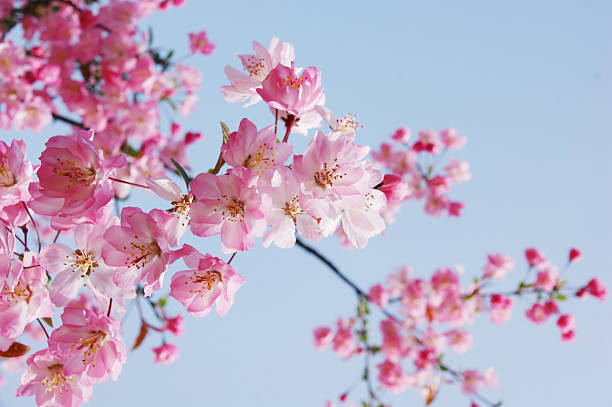 istock Flourish pink crab apple flowers 149074078