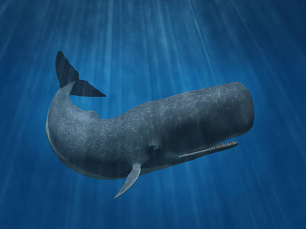 Sperm Whale stock photo