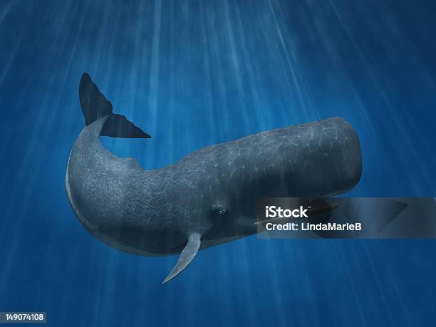 Sperm Whale Stock Photo - Download Image Now - Sperm Whale, Whale, Underwater